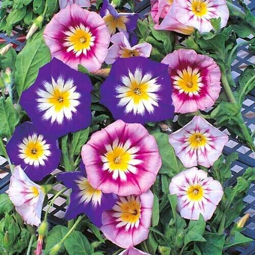 25 Morning Glory Dwarf Ensign Mix Flower Seeds | www.seedsplantworld.com