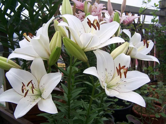 2 White Asiatic Lily Live Flower Bulbs Attracts Butterflies Bulbs Plant