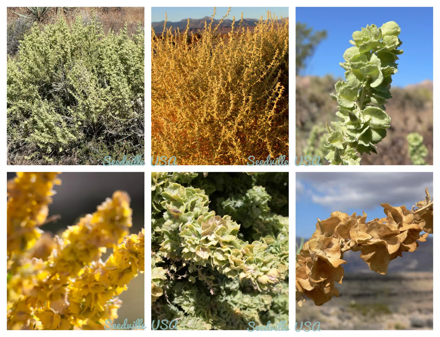 100 Fourwing Saltbrush Atriplex Canescens Gray Sage Brush Chamiso Shrub Seeds | www.seedsplantworld.com