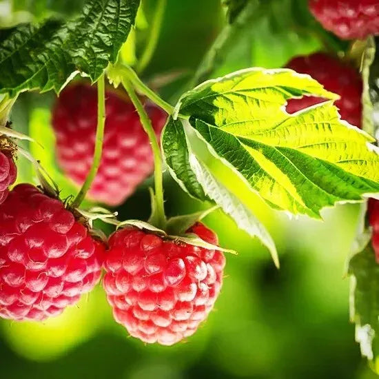 2 Heritage Everbearing Live Red Raspberry Plants (1-2 Yr Old) Fruit Plant