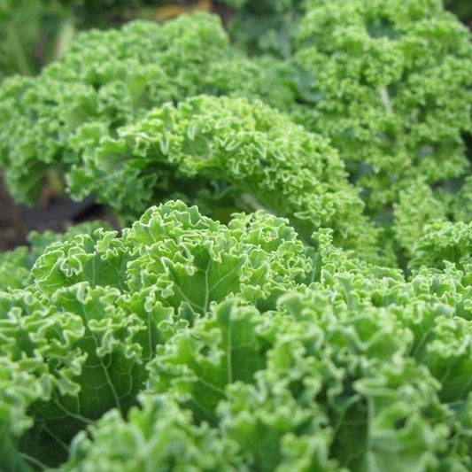 500+ Kale Dwarf Blue Curled NON-GMO Vegetable Seeds | www.seedsplantworld.com