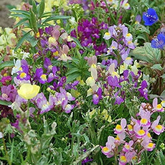 1000+ Snapdragon Fairy Bouquet Dwarf Linaria Maroccana Flower Seeds | www.seedsplantworld.com