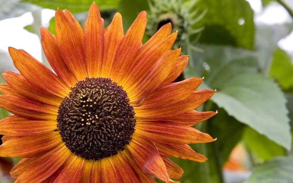 25 Indian Blanket Sunflower Helianthus Annuus Flower Seeds | www.seedsplantworld.com