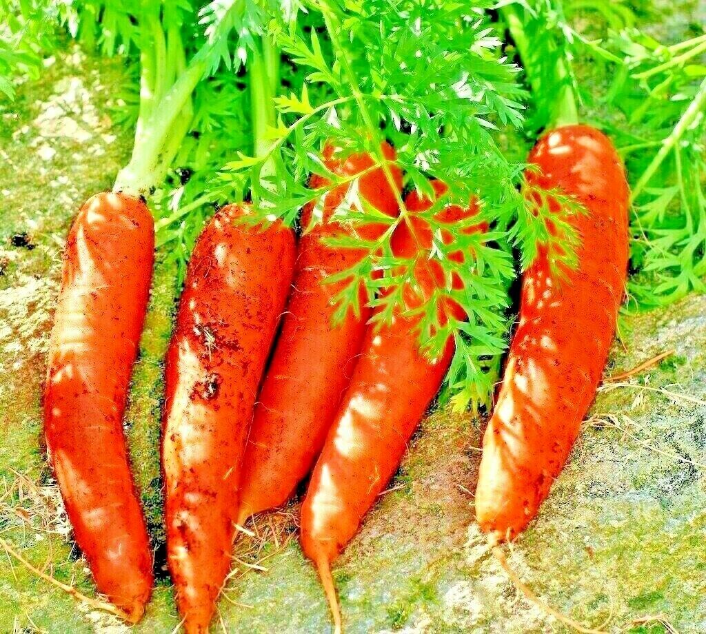 200 Carrot Spring Garden Non-Gmo Sweet Heirloom Salads Vegetable Seeds | www.seedsplantworld.com