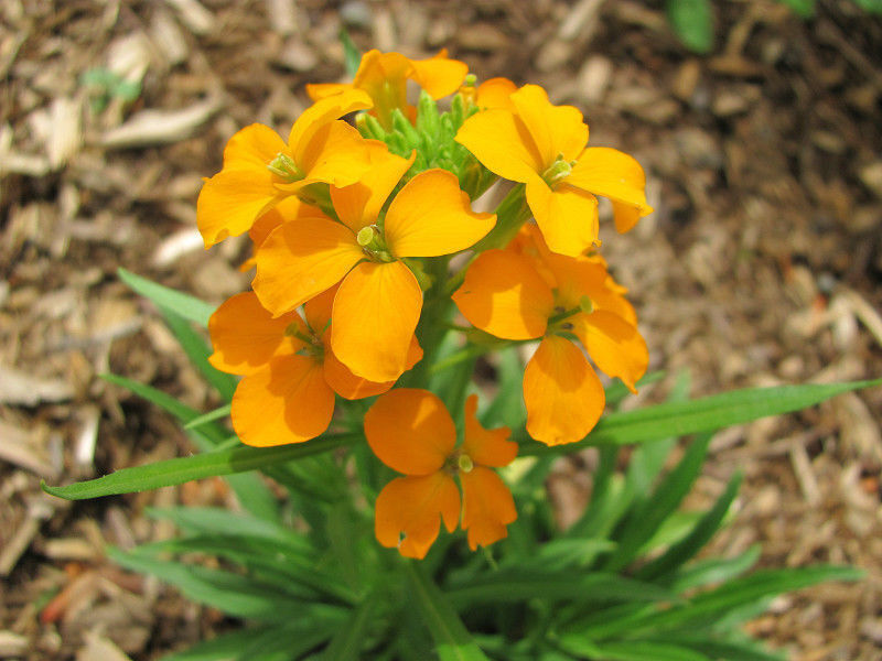 1200 Wallflower Siberian Fragrant Biennial Orange Flower Seeds | www.seedsplantworld.com