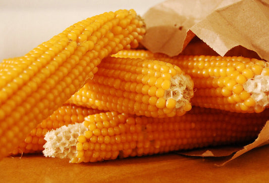 50 Corn Popcorn Yellow Pop Vegetable Seeds | www.seedsplantworld.com