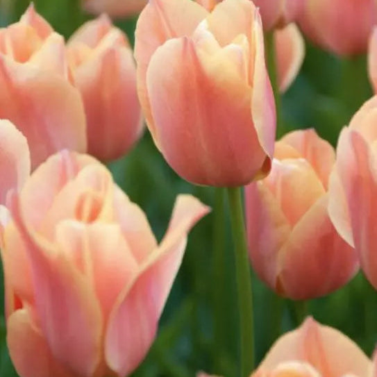 25 Tulip Single Late Stunning Apricot (Size 12/+ Cm) Bulbs Plants