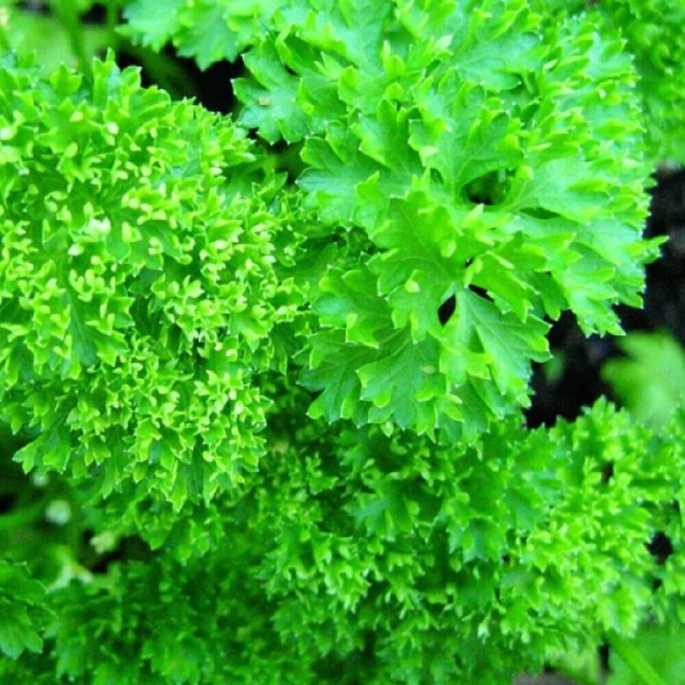 100 Forest Green Parsley NON-GMO Heirloom Herb Seeds | www.seedsplantworld.com