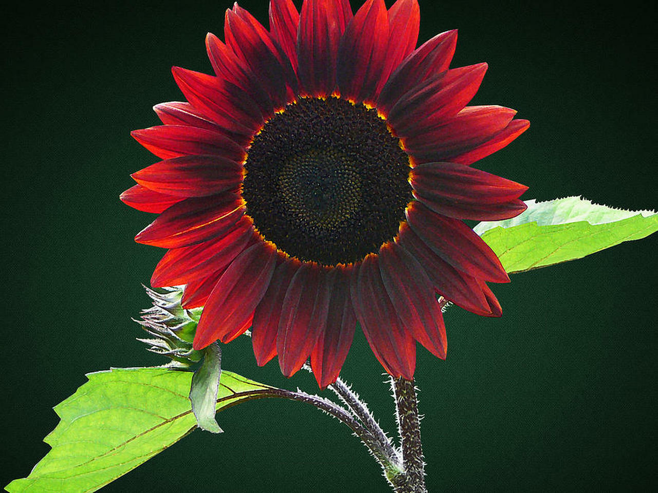 40 Sunflower Chocolate Cherry Flower Seeds | www.seedsplantworld.com