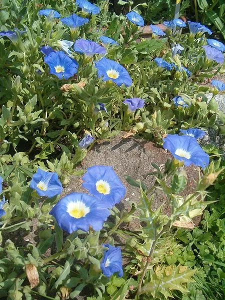 25 Blue Chilean Bellflower Nolana Paradoxa Succulent Ground Cover Flower Seeds | www.seedsplantworld.com