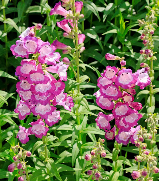 Pink Penstemon 100 Seeds