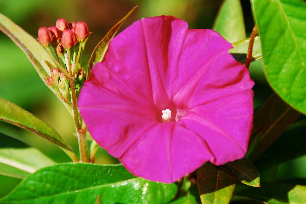 65 Morning Glory Scarlet O'hara Deep Pink Flower Vine Flower Seeds | www.seedsplantworld.com