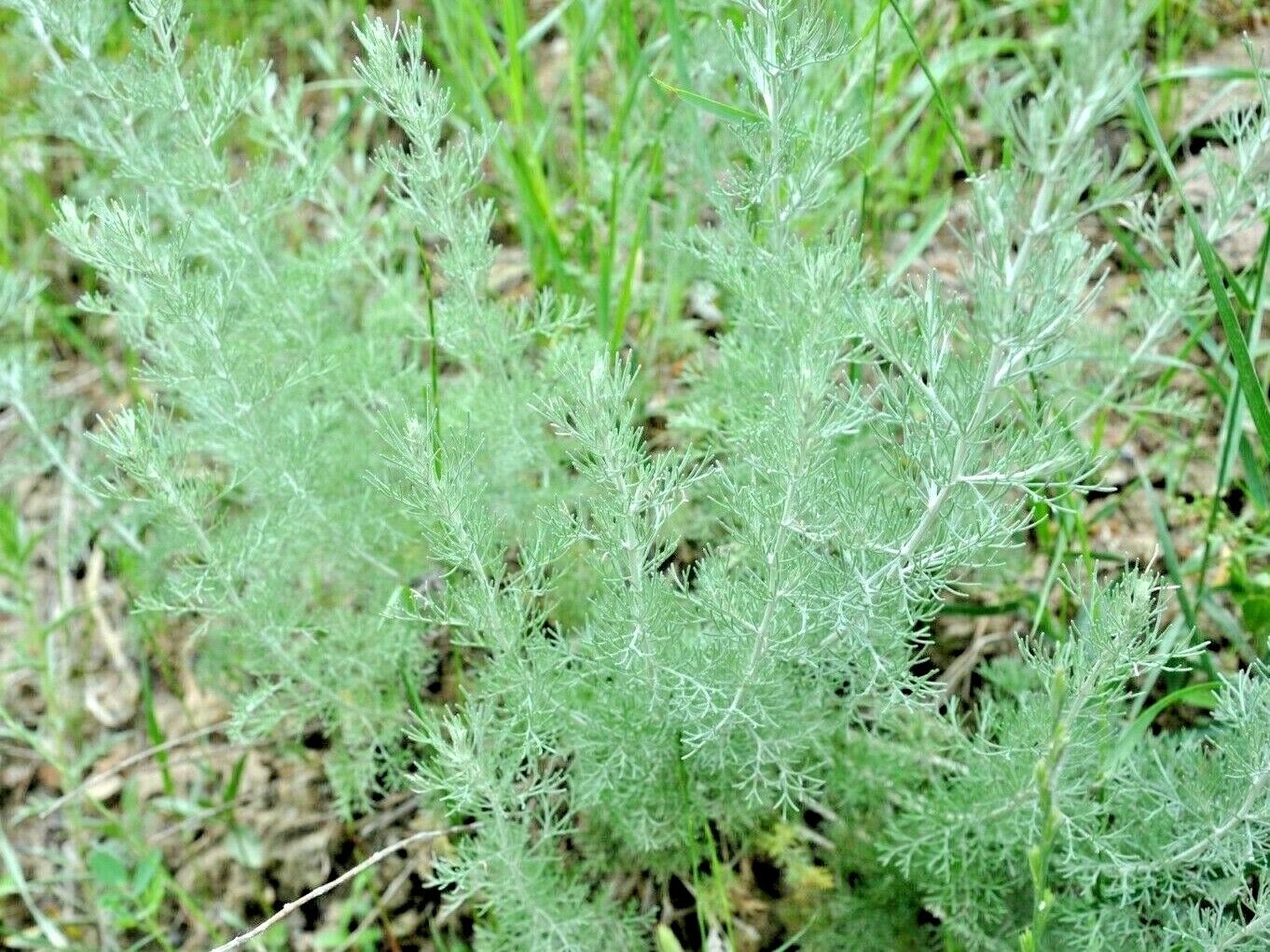 2000 Wormwood Herb Seeds | www.seedsplantworld.com