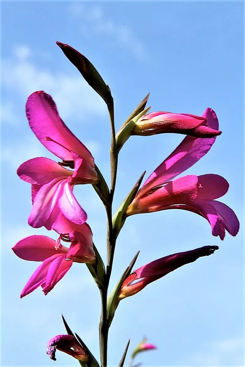 10 Italian Gladiolus Italicus Sword Lily Purple Pink Flower Seeds | www.seedsplantworld.com