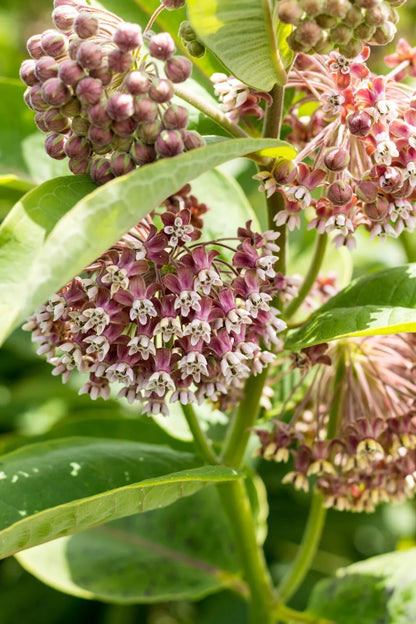 Pink Milkweed 100 Seeds