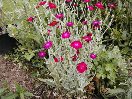 150 Rose Campion Sun Perennial! Pink Flower Seeds | www.seedsplantworld.com