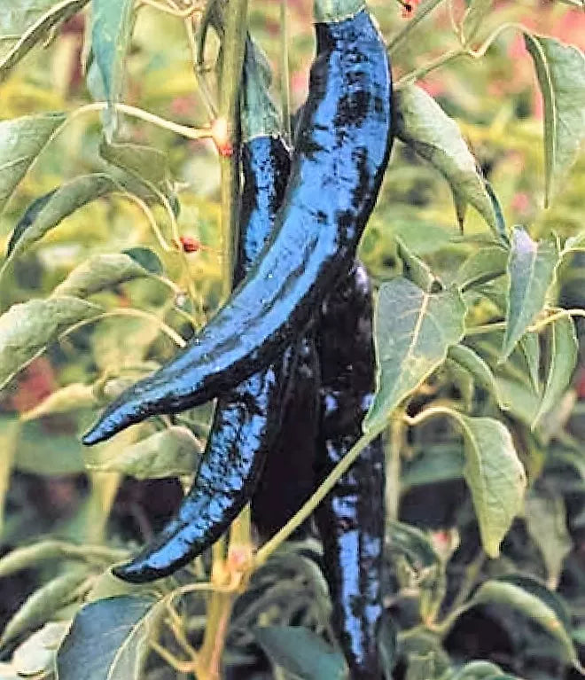 50 Pasilla Bajio Pepper Mexican Chile Negro Capsicum Annuum Vegetable Seeds | www.seedsplantworld.com