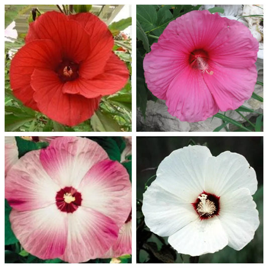 25 Mixed Luna Hibiscus Moscheutos Hardy Red, Hot Pink, Pink & White Swirl Seeds | www.seedsplantworld.com