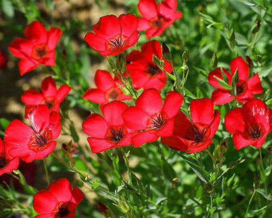 250+ Scarlet Flax Red Linum Rebrum Annual Garden Flower Seeds | www.seedsplantworld.com