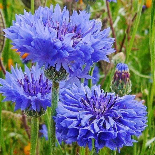 200+ Tall Blue Cornflower Bachelor Button Centaurea Cyanus Flower Seeds | www.seedsplantworld.com