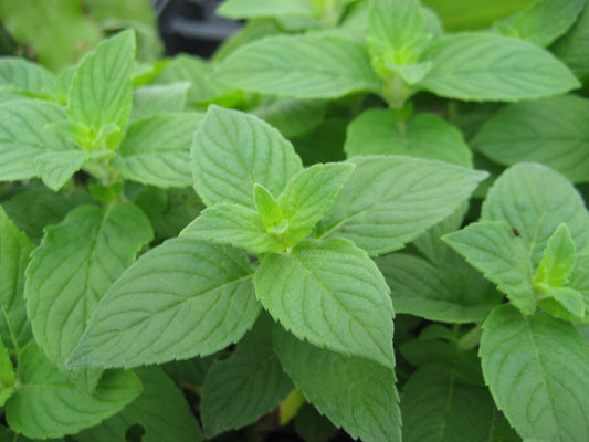 500+ Lemon Mint Monarda Citriodora Heirloom Annual Herb Seeds | www.seedsplantworld.com