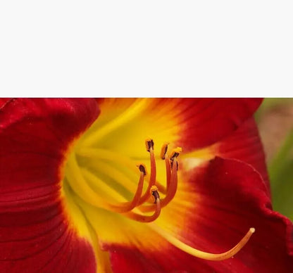 1 Daylily Breathless Beauty Live Perennial Bulb Bare Root Plant Hemerocallis Bulbs Plant | www.seedsplantworld.com