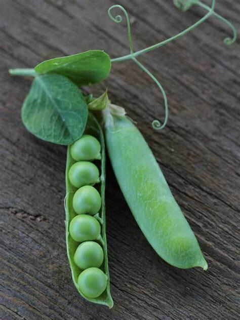 25 Ct Thomas Laxton Pea Pod Garden Heirloom Vegetable Seeds | www.seedsplantworld.com