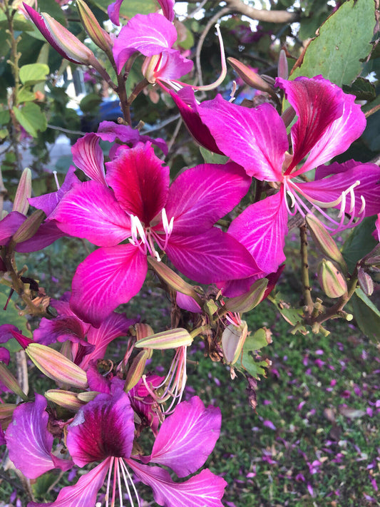 10 Purple Orchid Tree Bauhinia Purpurea Camel'S Foot Butterfly Flower Tree Seeds | www.seedsplantworld.com