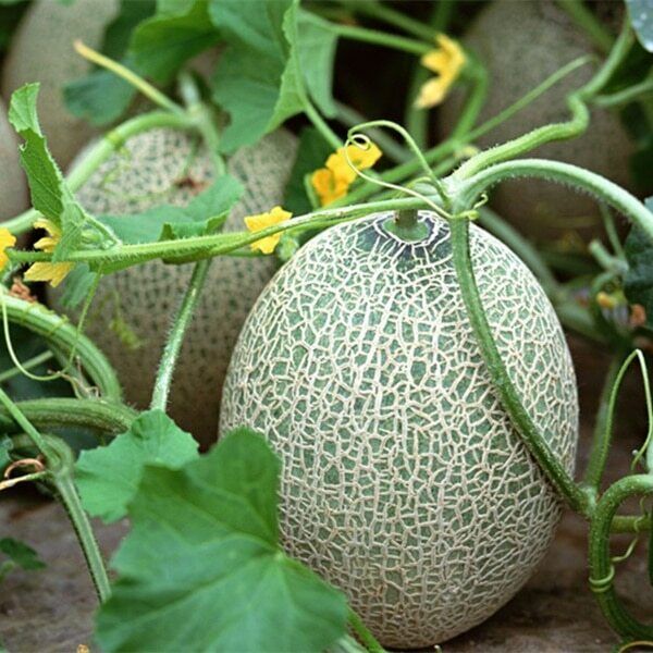 50+ Cantaloupe Planters Jumbo Muskmelon NON-GMO Fruit Seeds | www.seedsplantworld.com