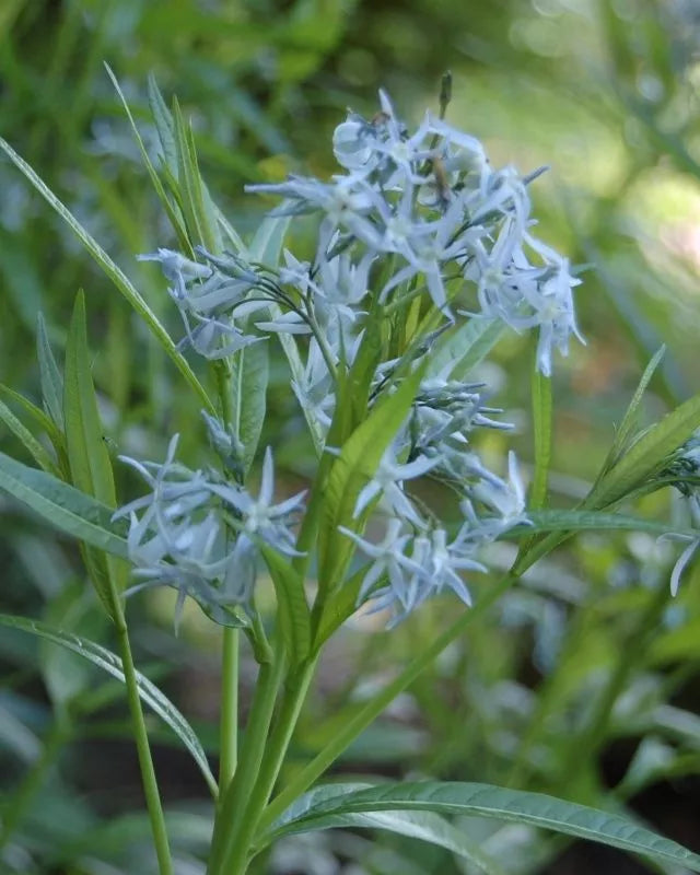 20 Shining Blue Star Amsonia Illustrus Perennial Blue Flower Seeds. | www.seedsplantworld.com