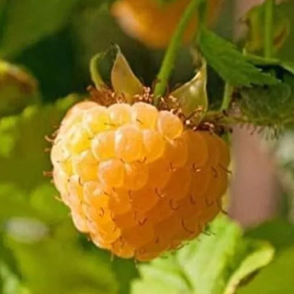 1 Gallon Potted Anne Golden Raspberry Plant Non Gmo Fruit Plants