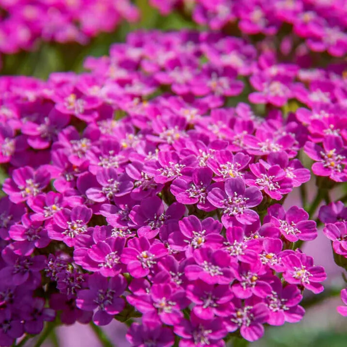 250 Cerise Queen Yarrow Seeds Non-GMO FLower Seeds | www.seedsplantworld.com