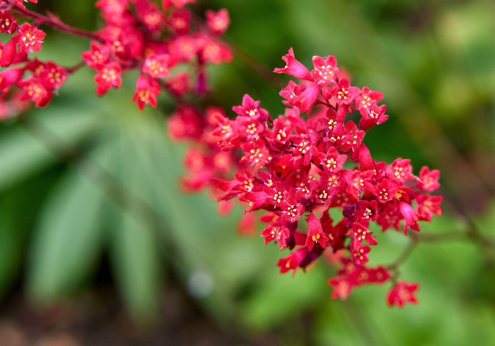 100 Red Vivid Coral Bells Heuchera Sanguinea Scarlet Shade Flower Seeds | www.seedsplantworld.com