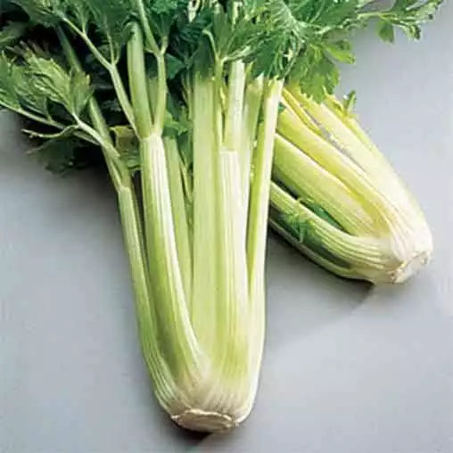 500 Golden Self Blanching Celery Seeds Non-GMO Vegetable Seeds | www.seedsplantworld.com