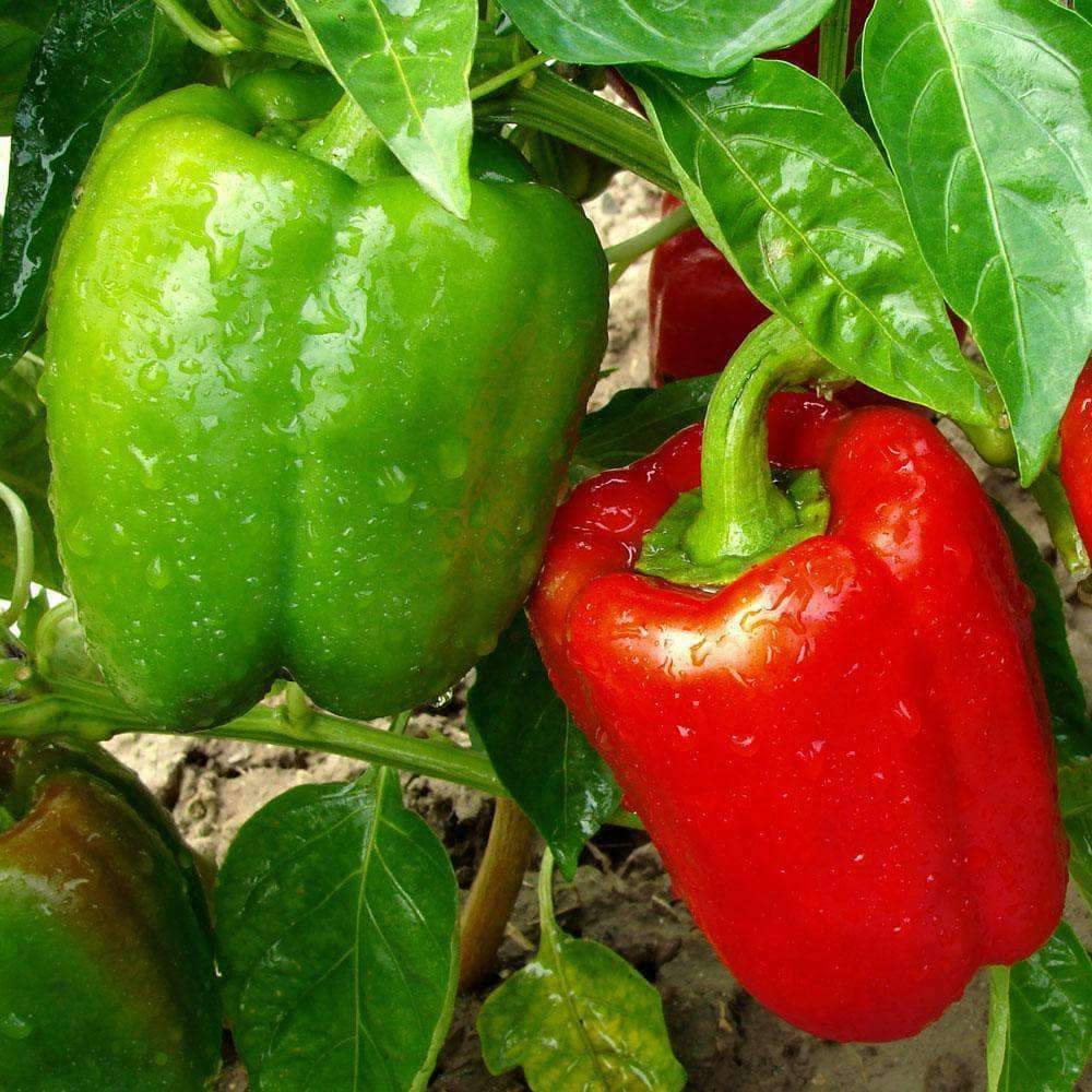 100+ California Wonder Bell Pepper Sweet NON-GMO Vegetable Seeds | www.seedsplantworld.com