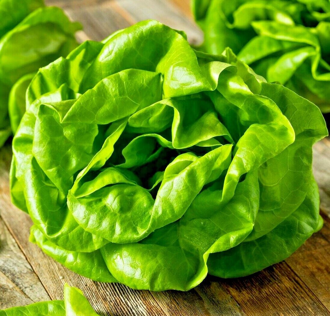 100 Lettuce Buttercrunch Vegetable Seeds | www.seedsplantworld.com