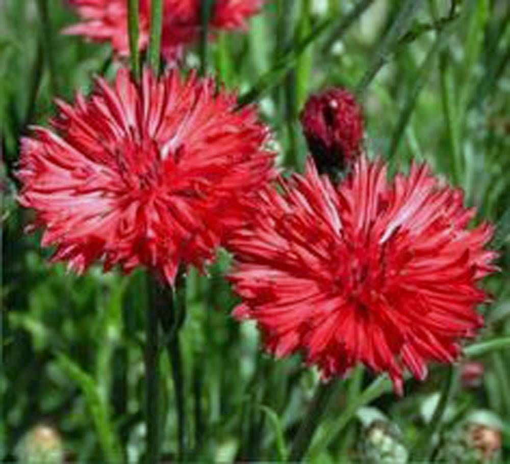 120 Bachelor Red Bachelor's Buttons Multiple Red Flowers Seeds | www.seedsplantworld.com