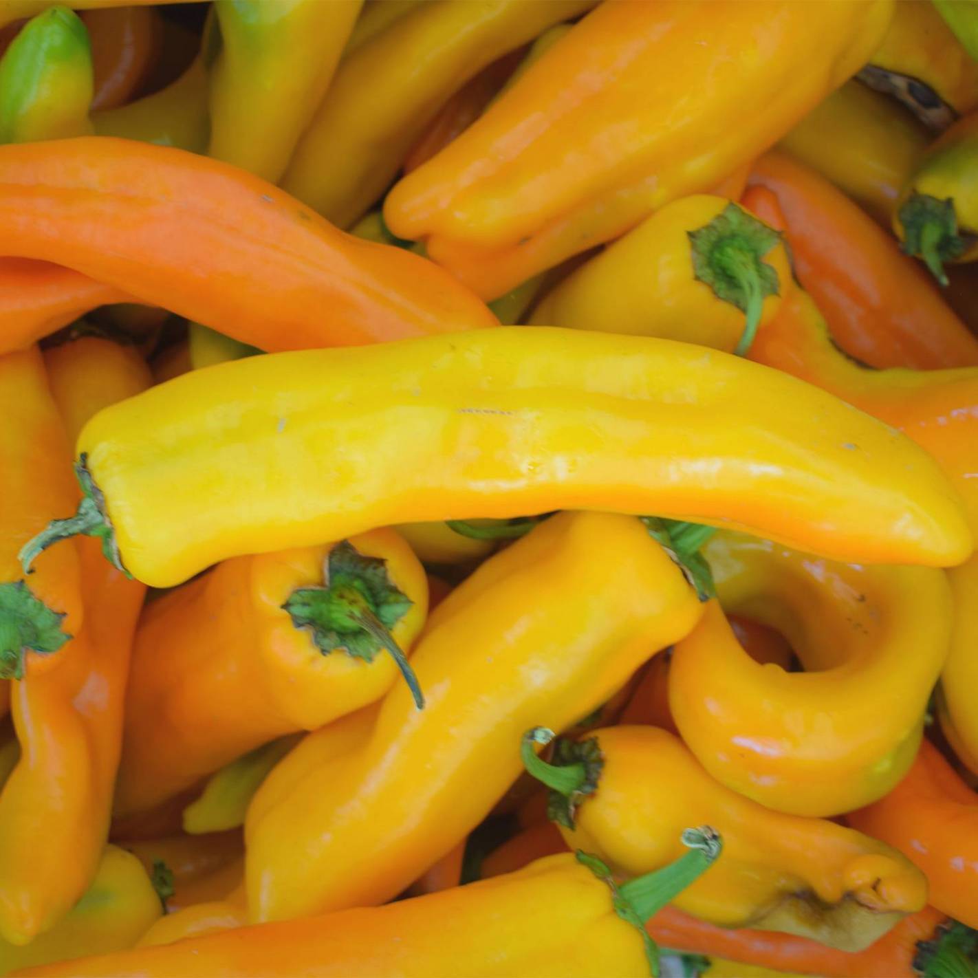 30+ Corno DI Toro Giallo Pepper Yellow Italian Sweet Seeds | www.seedsplantworld.com