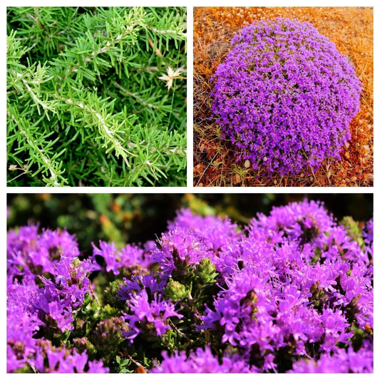 40 Conehead Thyme Thymus Capitatus Thymbra Mediterranean Herb Flower Seeds | www.seedsplantworld.com