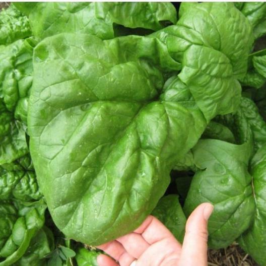 135 Spinach Giant Noble Nobel Huge 25" Leaves! Vegetable Seeds | www.seedsplantworld.com