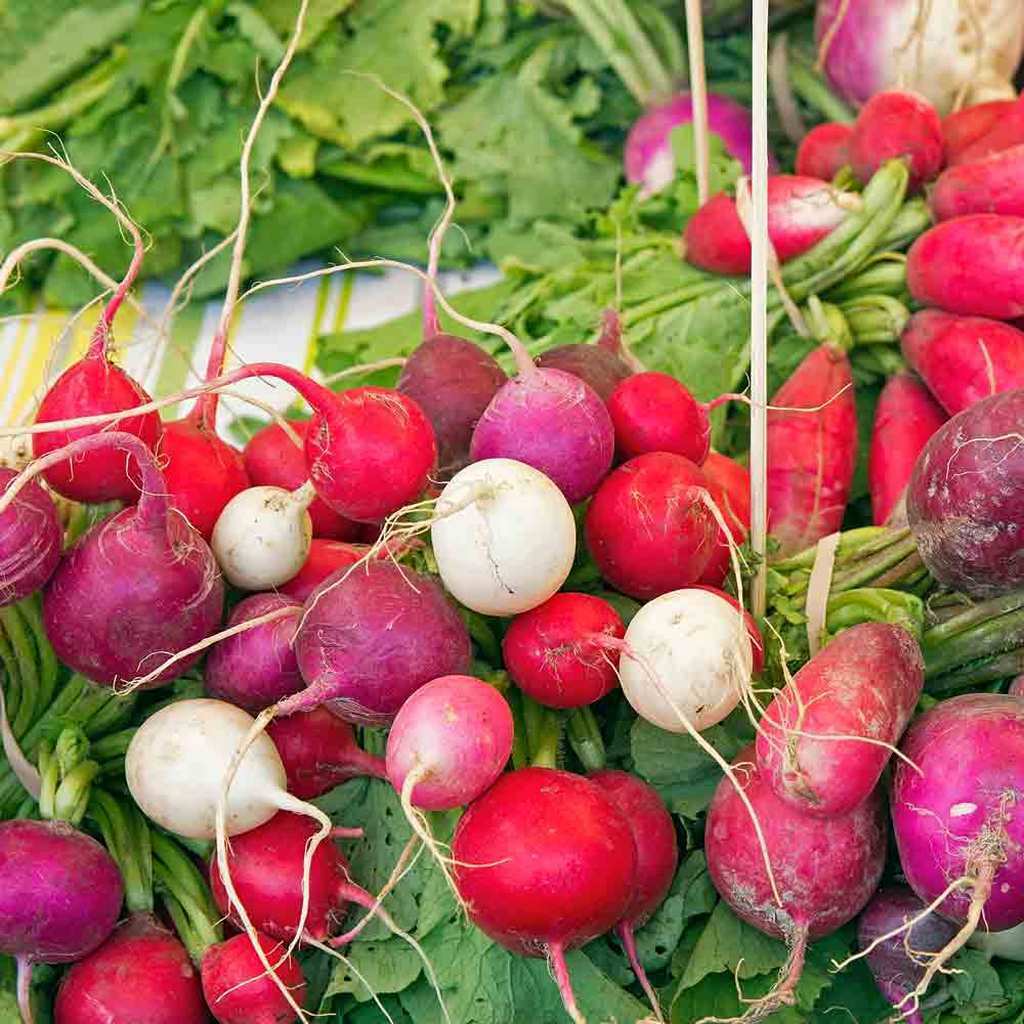 200 Radish Easter Egg Blend Garden NON-GMO Vegetable Seeds | www.seedsplantworld.com