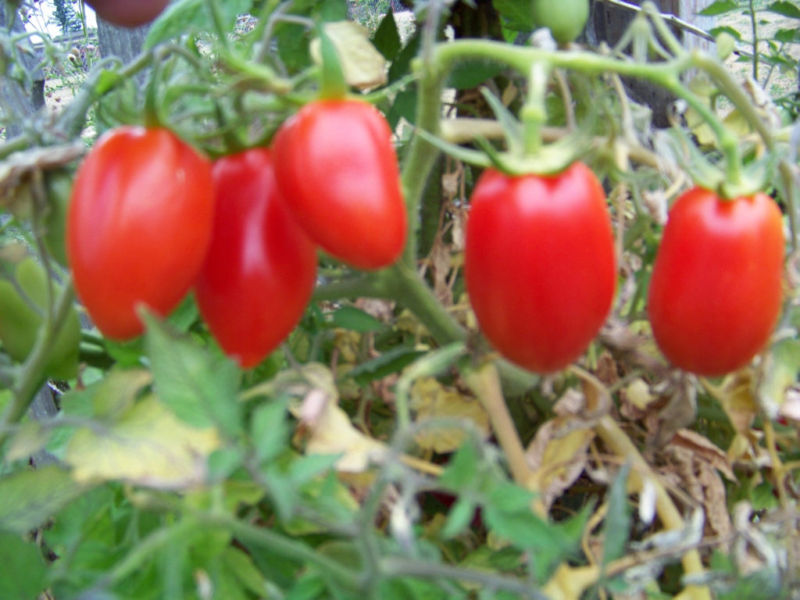 150 Tomato Roma Unbelievable Vegetable Seeds | www.seedsplantworld.com