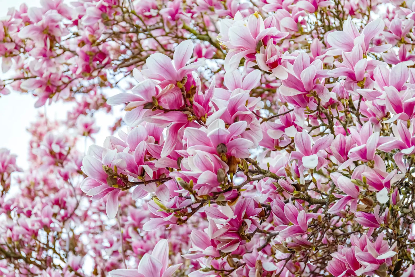 5 Saucer Magnolia Soulangeana Denudata & Liliiflora Pink White Flower Tree Seeds | www.seedsplantworld.com