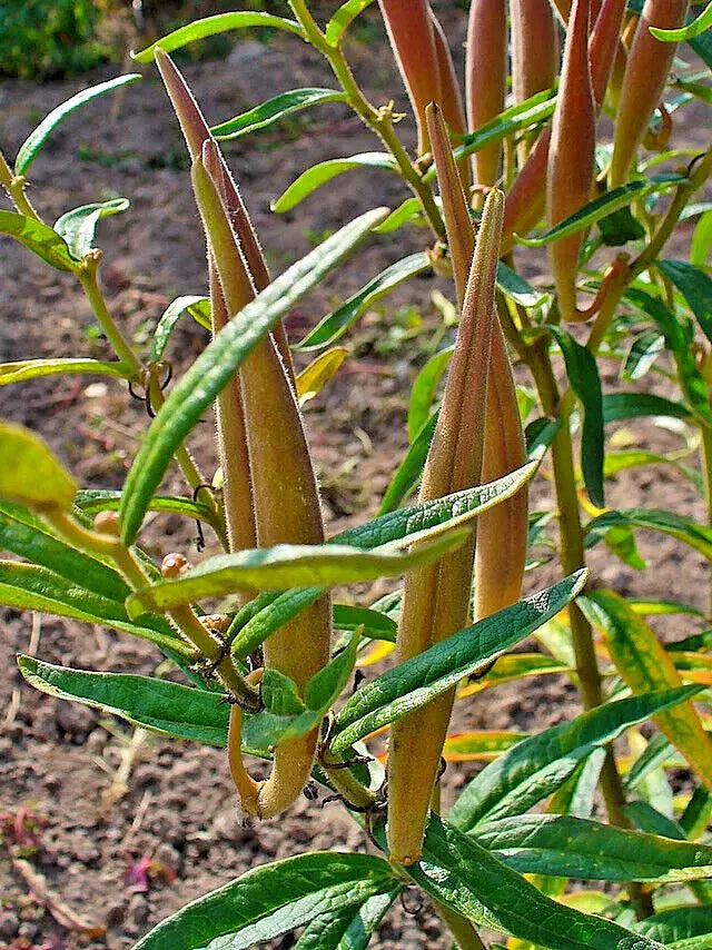 Milkweed 100 Seeds | www.seedsplantworld.com