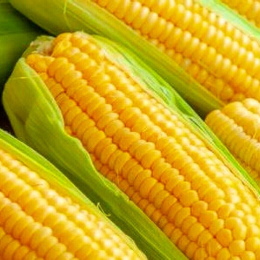 100 Golden Bantam Corn NON-GMO Heirloom Vegetable Seeds | www.seedsplantworld.com