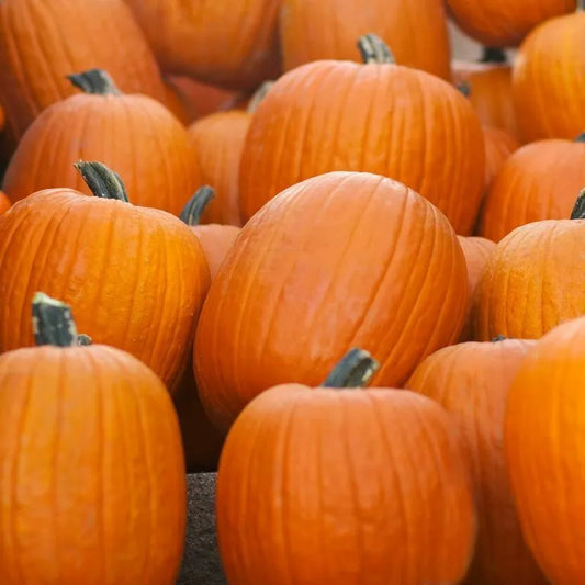 20 Jack O Lantern Pumpkin Seeds Non-GMO Vegetable Seeds | www.seedsplantworld.com