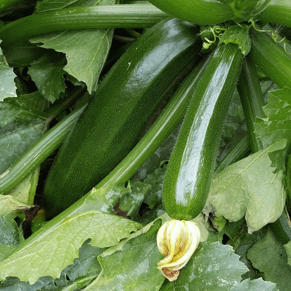 25 Ct Dark Green Zucchini Squash NON-GMO Vegetable Seeds | www.seedsplantworld.com