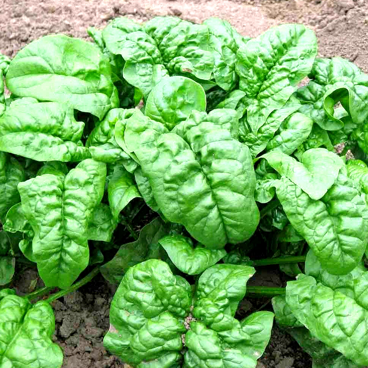 300 Spinach Bloomsdale Vegetable Seeds | www.seedsplantworld.com