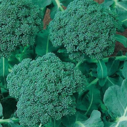 500 Broccoli Seeds (Calabrese) Non - Gmo Vegetable Seeds | www.seedsplantworld.com