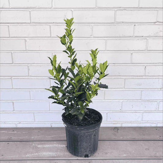 1 Gallon Potted Plant Oakland Holly Tree Ilex X Oakland (Live Plant) Tree Plants | www.seedsplantworld.com